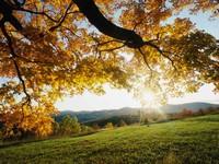 Autumnal Leaves